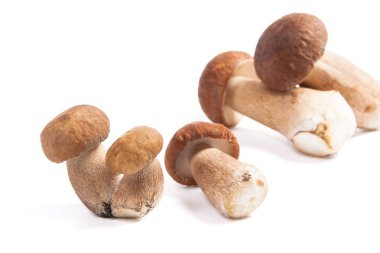 Boletus mantarı wh izole olarak bilinen birkaç porcini mantar