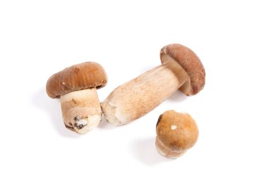 Boletus mantarı wh izole olarak bilinen birkaç porcini mantar