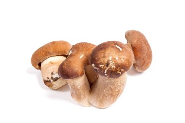 Boletus mantarı wh izole olarak bilinen birkaç porcini mantar