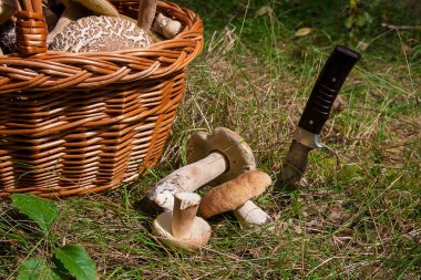 Birkaç porcini mantar (Boletus mantarı, cep, penny çörek, porci