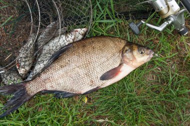 Tek tatlı su balığı ortak çipura ve olta ile reel üzerinde