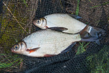 İki tatlı su balık çipura veya siyah Fishing Gümüş Balık beyaz 