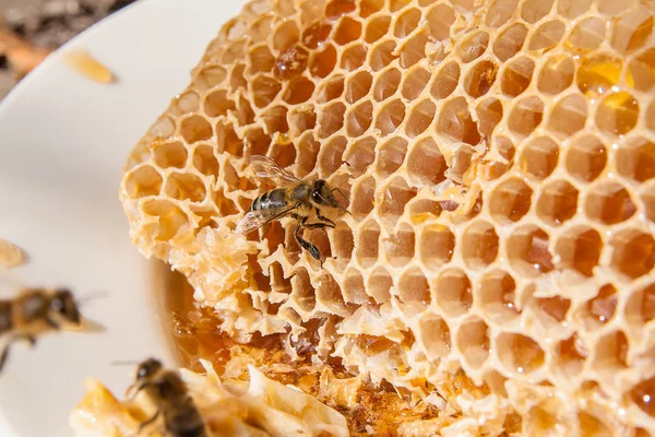 Nahaufnahme der Arbeitsbiene auf der Wabe mit süßem Honig — Stockfoto