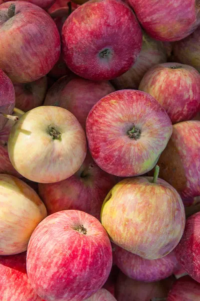 Zblízka červené zralých jablek jako pozadí. — Stock fotografie