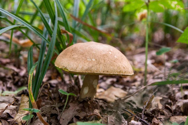 Porcini mantar orman katta sonbahar sezon büyür.