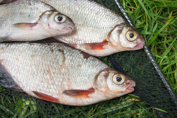 Pile dell'orata bianca o del pesce d'argento e dell'orata dagli occhi bianchi con — Foto Stock