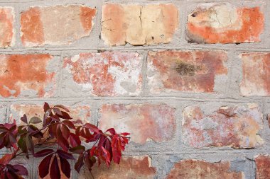 Bahçe yabani üzüm ile sonbahar yaprakları bir tuğla duvara.