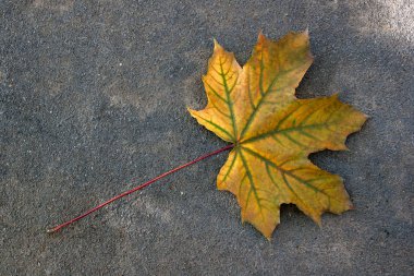 Karanlık ce izole sonbahar yaprak, yeşil, sarı ve turuncu renk