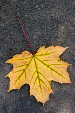 Karanlık ce izole sonbahar yaprak, yeşil, sarı ve turuncu renk
