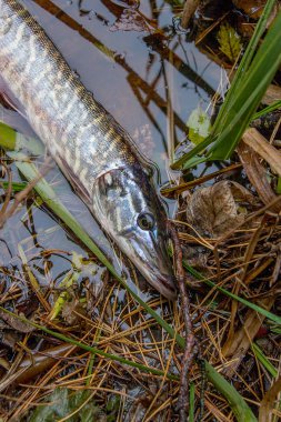 Yakala ve bırak. Küçük tatlı su pike görünümünü yakın