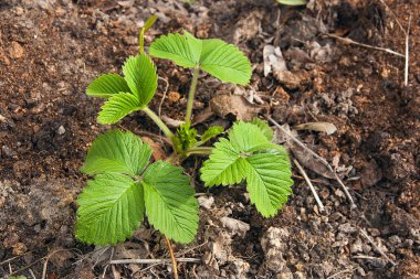 Bahar zaman bahçede çilek genç yaprakları