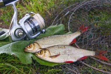 İki tatlı su ortak rudd balık görünümünü siyah Balık ağı üzerinde ve