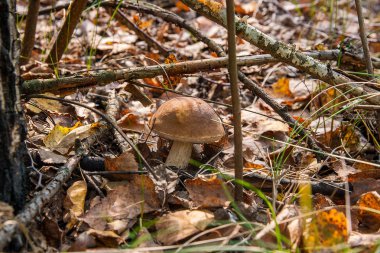 Bir yeşil yosun büyüyen orman mantar kahverengi kap çörek
