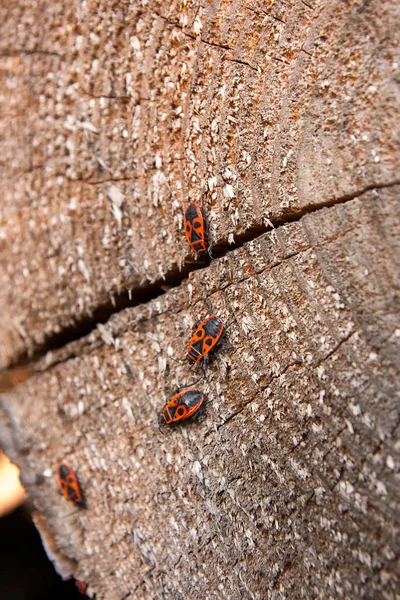 Černá a červená Firebug nebo Pyrrhocoris apterus, na starý strom trun — Stock fotografie