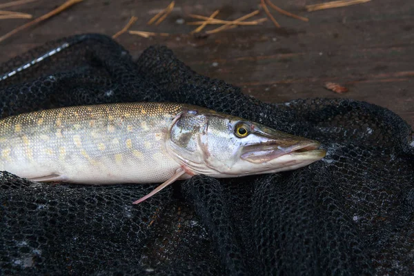 Close up view of big freshwater pike lies on black fishing net — Stock Photo, Image