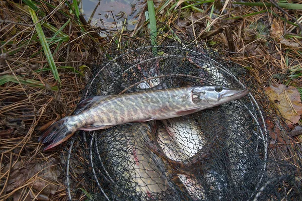 Freshwater pike fish lies in landing net with fishery catch in i — Stock Photo, Image