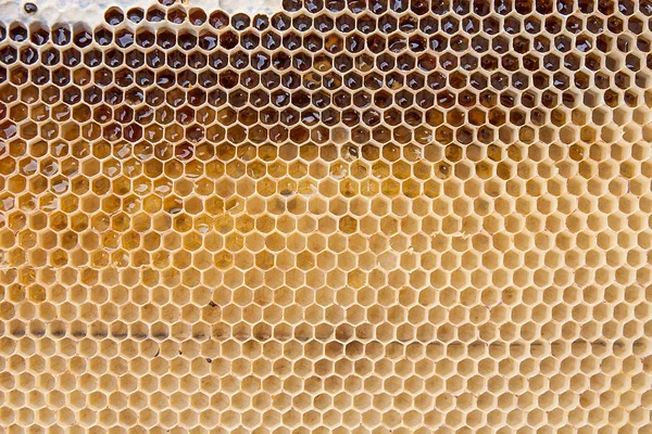 Närbild bild av honeycomb med honung som bakgrund — Stockfoto