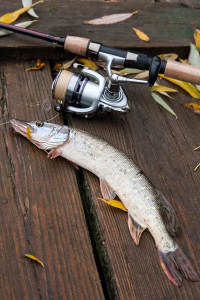 El lucio de agua dulce y el equipo de pesca se encuentran sobre fondo de madera — Foto de Stock