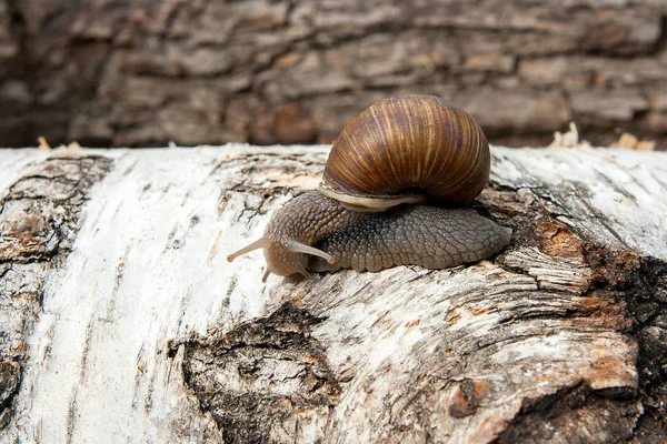 Πρόλοβος σαλιγκάρι Βουργουνδίας (Helix, το ρωμαϊκό σαλιγκάρι, βρώσιμα σαλιγκάρια, σαλιγκάρια) — Φωτογραφία Αρχείου