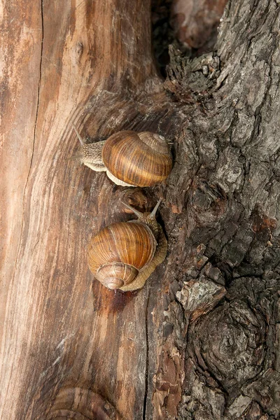 两个勃艮第蜗牛 （螺旋，罗马蜗牛、 食用蜗牛，蜗牛) — 图库照片