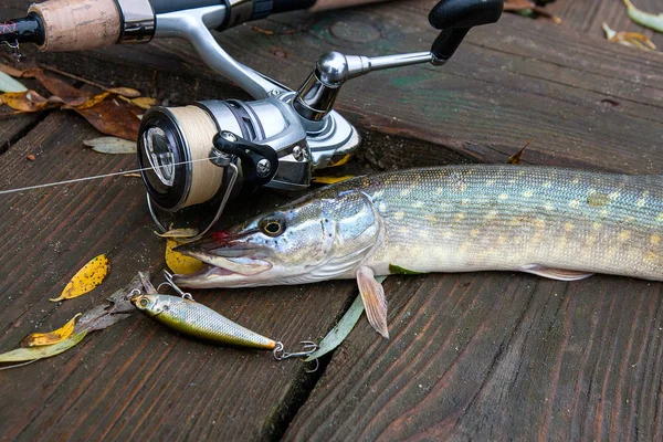 Freshwater pike with fishing bait in mouth and fishing equipment
