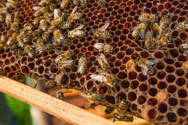Arılar meşgul, petek üzerinde çalışma arıların görünümü kadar yakın. 