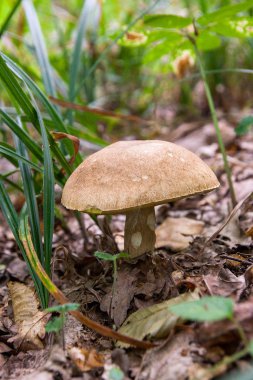 Porcini mantar orman katta sonbahar sezon büyür.