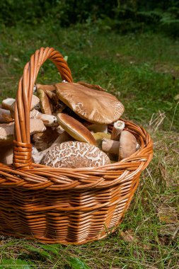 Porcini mantar (Boletus mantarı, cep, penny topuz, porcino veya ki