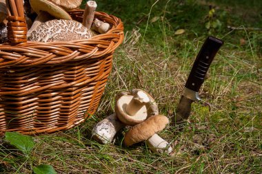 Birkaç porcini mantar (Boletus mantarı, cep, penny çörek, porci