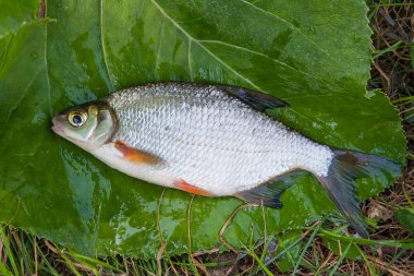 Gümüş Balık veya tek beyaz çipura görünümü ' na kadar kapatın