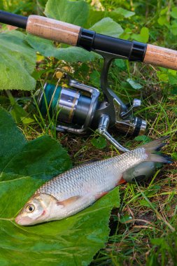AK balık Balık ve olta ile reel görünümü 
