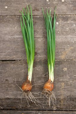 Taze soğan, vintage ahşap arka plan üzerinde hasat sebzeler