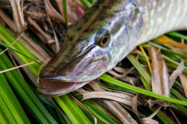 Kuru ve yeşil reed üzerinde büyük tatlı su pike yalanların görünümü kadar kapatın.