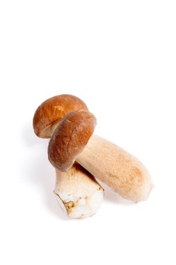 Boletus mantarı beyaz b izole olarak bilinen iki porcini mantar