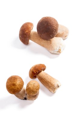 Boletus mantarı wh izole olarak bilinen birkaç porcini mantar