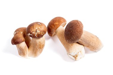 Boletus mantarı wh izole olarak bilinen birkaç porcini mantar