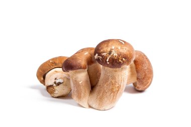 Boletus mantarı wh izole olarak bilinen birkaç porcini mantar