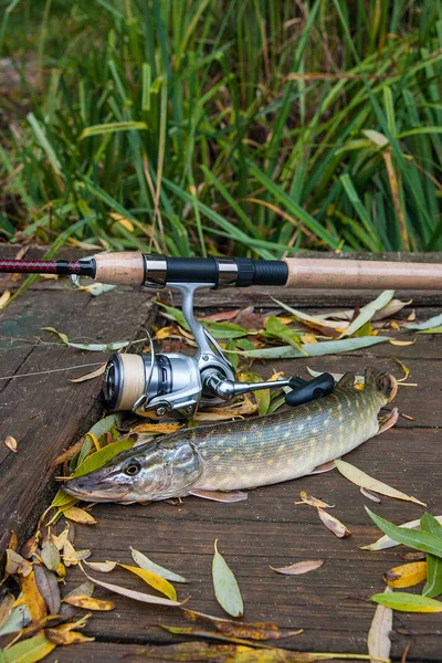 Freshwater pike and fishing equipment lies on wooden background