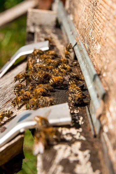 Viele Bienen am Eingang des Bienenkorbs im Bienenhaus. — Stockfoto