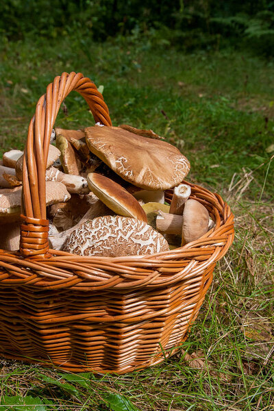 Грибы из свинины (Boletus edulis, белый гриб, пенни-бун, свинина или киви)
