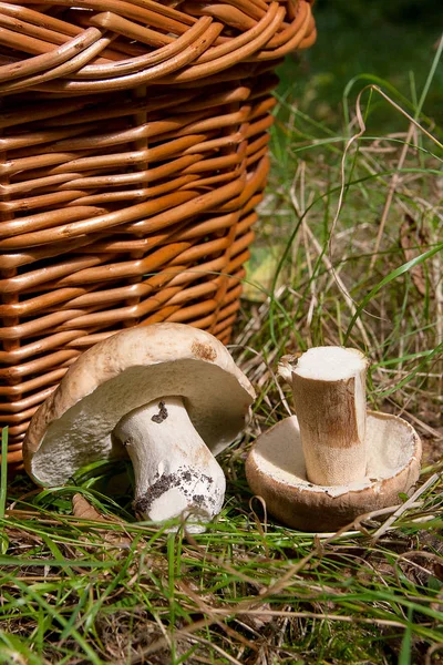 Flera Karljohanssvamp (Boletus edulis, cep, penny bulle, porci — Stockfoto