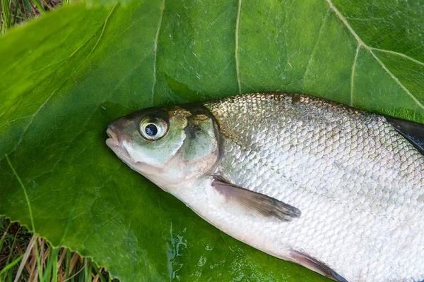 Enkele zoetwatervis gemeenschappelijk brasem op natuurlijke achtergrond — Stockfoto