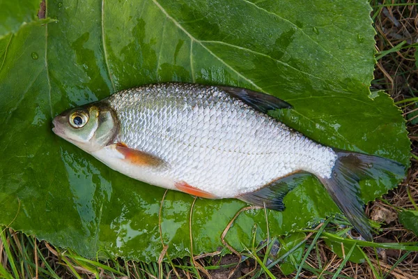 Nahaufnahme der einzelnen Brassen oder Silberfische auf dem na — Stockfoto