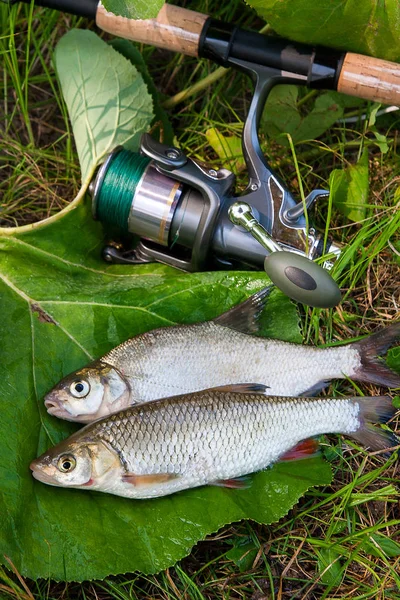 Besugo común de agua dulce y pez chub europeo con caña de pescar — Foto de Stock