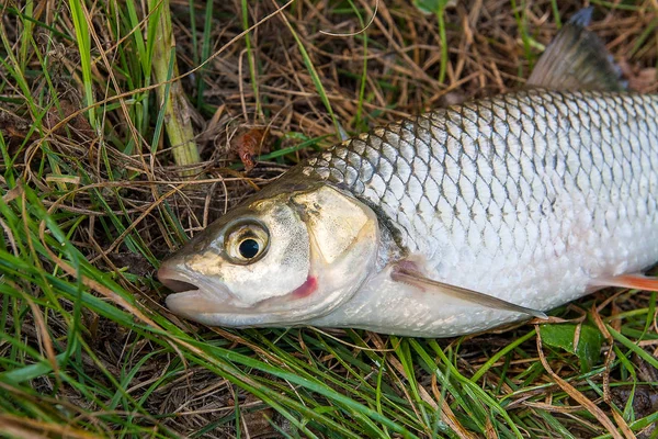 View of the European chub fish on the natural background. — Stock Photo, Image