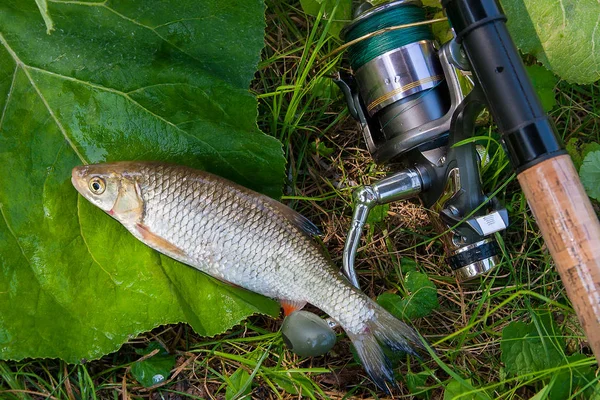 AK balık Balık ve olta ile reel görünümü 