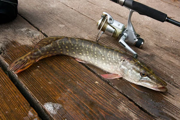 Freshwater pike and fishing equipment lies on wooden background.