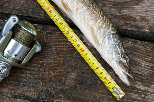 Sötvatten gädda fisk och måttband på trä bakgrund — Stockfoto