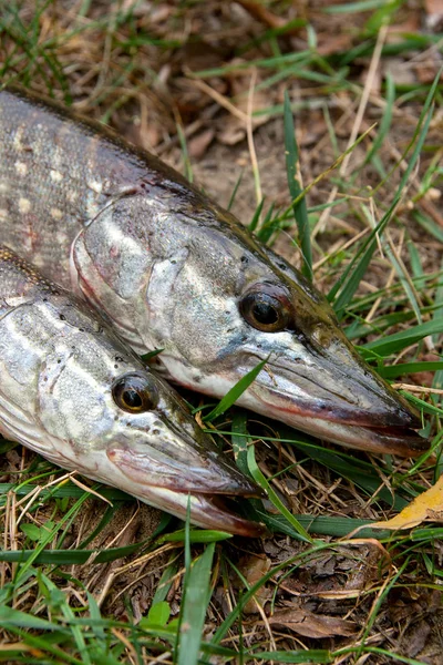 Vista da vicino di pesci luccio d'acqua dolce si trova su erba verde — Foto Stock