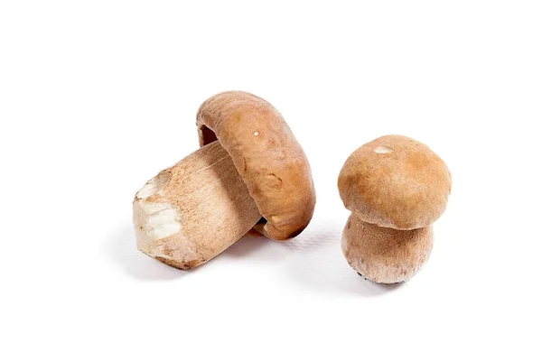 Dva hříbky houba známá jako Hřib smrkový izolovaných na bílém b — Stock fotografie